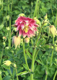 Aquilegia vulgaris 'Nora Barlow'